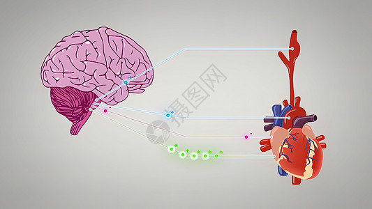 三维插图 3D 说明部分脑电图 负责自治的全息保持脉冲计算机功能蓝色医生呕吐控制脑干动脉髓质图片