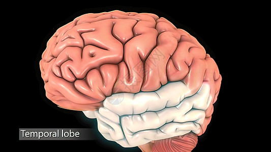 循环男性脑部医疗扫描时叶 皮骨研究半球生物学人体大脑人脑脑干想像力医学网络图片