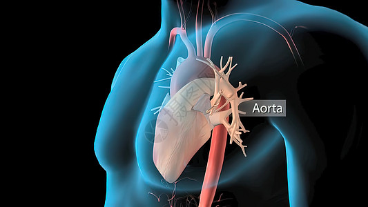 人类循环系统心脏跳动解剖3D导体概念视频生物学流量信息药品解剖学男人图表插图心脏病学图片