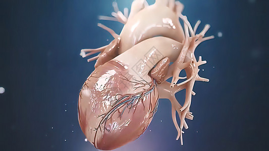 3D 人类心跳解剖说明生物学化学小动脉心房心脏心绞痛血块骨骼细胞解剖学图片