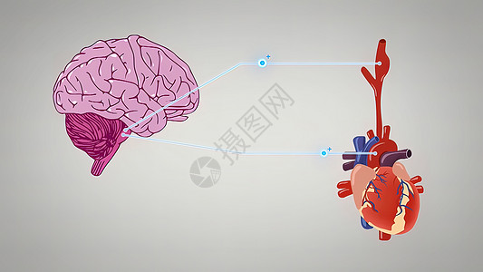 三维插图 3D 说明部分脑电图 负责自治的全息保持稳态脉冲髓质控制男人功能系统脑干动脉扁形图片