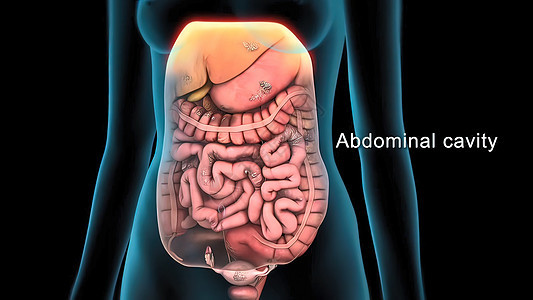 人体的小肠子衰竭了疾病诊所细胞旋转药品损害食物疼痛冒号维修图片