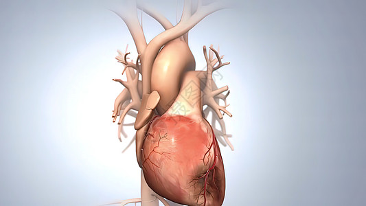 急性冠状综合症和心脏病心脏病学药品心房生理骨骼心血管动脉男人设计静脉图片