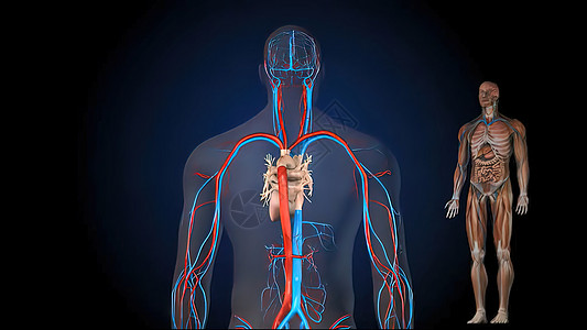 人体血液循环系统人血流通系统主动脉生物学细胞流动诊断分庭器官身体疾病微生物学背景图片
