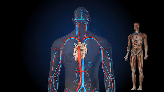 人体血液循环系统人血流通系统主动脉生物学细胞流动诊断分庭器官身体疾病微生物学图片