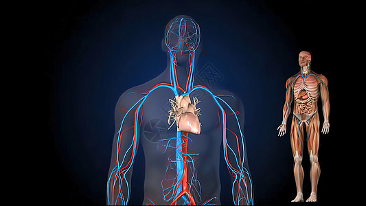 人体血液循环系统人血流通系统细胞插图心脏病学生活微生物学静脉器官诊断脉冲心血管图片