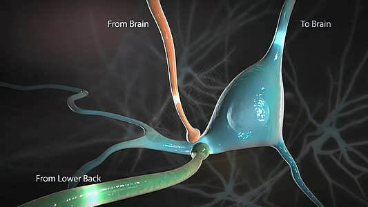 从脊髓发出信号并传播到脑部的信号细胞粒子脉冲神经元药品解剖学生物网络头脑宏观图片