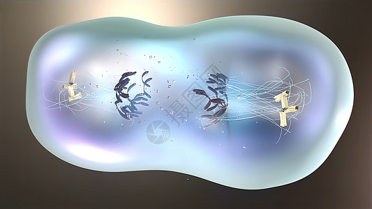 细胞分裂或克隆细胞 显微镜下面的刺状细胞分离细胞质医学蓝色药品生物生物学科学染色质人体基因图片