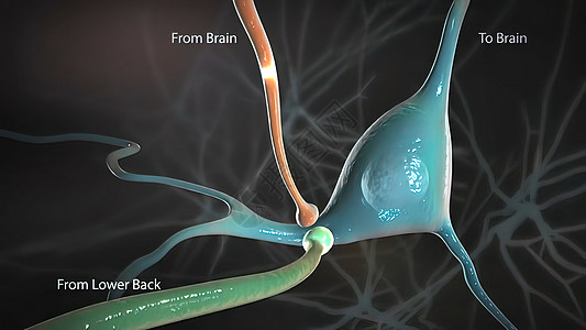 从脊髓发出信号并传播到脑部的信号细胞神经蓝色生物学宏观辉光解剖学药品智力生物图片
