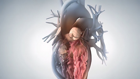 解剖人类心脏插图生理视频骨骼设计心血管器官计算机心脏病主动脉科学图片
