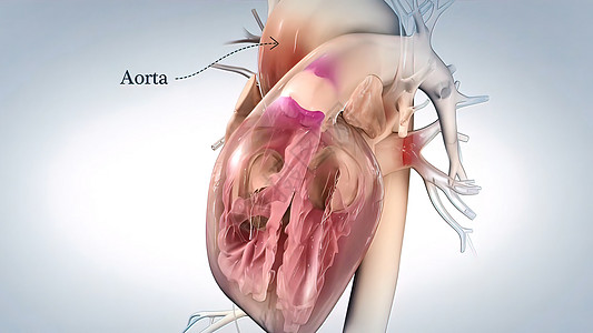 心脏的Aorta 血液从心脏流出 人类心解剖主动脉心律失常心悸动脉渲染科学解剖学生物学身体静脉图片