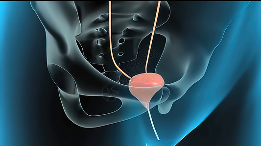 带有医疗概念消化系统的人金球刀形解剖药品附睾细菌性泌尿系统3d尿液尿滴肾脏输尿管泌尿科背景图片