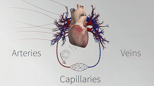 心血管系统的血管是心脏 动脉 毛细血管和静脉生物学解剖学横截面封锁身体白细胞红细胞压力药品动画图片