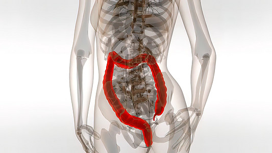 人类科朗3D医疗解剖健康器官生物学消化输尿管肌肉身体腹部肠胃男性图片