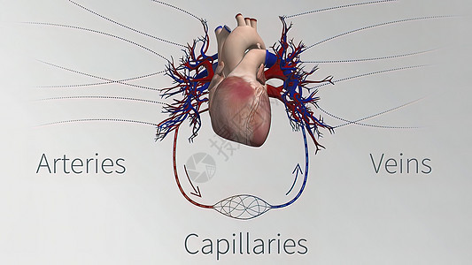 心血管系统的血管是心脏 动脉 毛细血管和静脉动画生物学白细胞主动脉细胞解剖学红细胞疾病药品横截面图片
