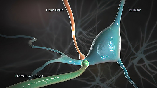 从脊髓发出信号并传播到脑部的信号细胞神经元生物学宏观神经脉冲蓝色药品解剖学网络图片
