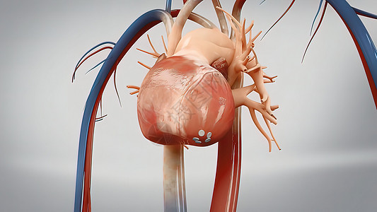 心脏的Aorta 血液从心脏流出 人类心解剖器官心脏病学身体攻击心血管压力骨骼科学3d血管图片