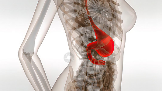 3D 人体口腔医学插图膀胱尿道科学渲染器官男性骨骼健康疼痛消化图片