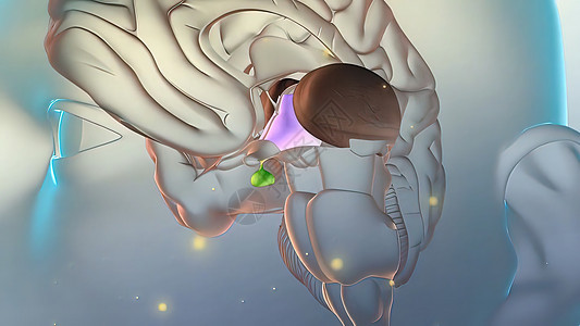 脑中释放激素神经元输卵管生物专注环形科学垂体头脑下丘脑药品图片