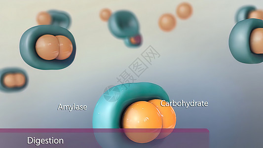 碳水合物的消化和吸收生物腹部器官寄生虫食物疼痛疾病食管防御微生物图片