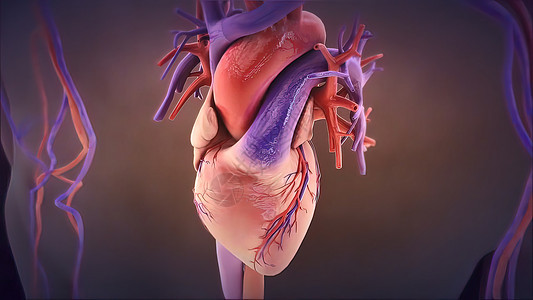 人类的心脏能抽出血来 心  人心解剖  呼吸科学解剖学手术药品环形心脏病学心室心电图男性生物学图片