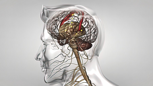 具有神经脉冲的人类大脑 它转动 排列中枢活动生物能量脉冲网络火花科学细胞解剖学活力头脑图片