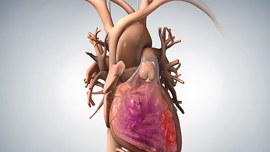 解剖人类心脏插图视频动脉粥样硬化心脏病生理身体静脉科学肌肉主动脉流量图片