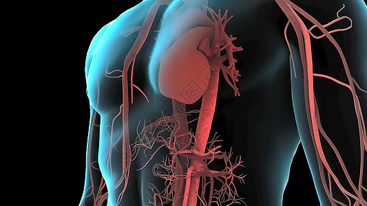 血管的人体身体 心脏和血管系统 血液在体内的流传静脉诊断脉冲动脉心脏病学团体器官分庭心血管流动背景