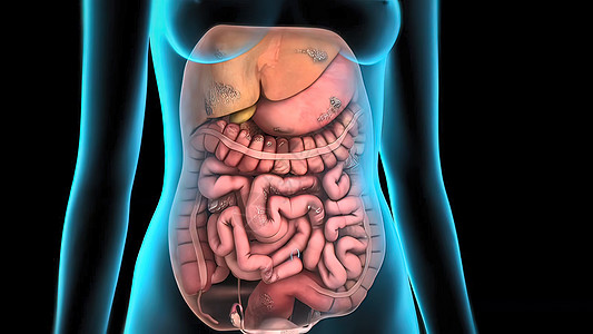 人体的小肠子衰竭了药品诊所损害细胞癌症食物疾病生物学器官小肠图片