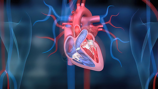 心脏和循环系统的循环系统小动脉抗体人心心房生物医学主动脉心绞痛成人血管图片