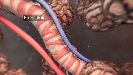 支气管是风管的延伸 将空气输送到肺部器官肺泡生理气肿支气管炎视频解剖学生物学身体肺科图片