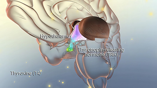 脑中释放激素世界药品膀胱输卵管生物学科学神经垂体神经元环形图片