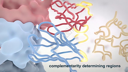 抗体是免疫系统为防治感染而生产的蛋白质程序配体表皮肿瘤解剖学考试全息扫描外科展示图片