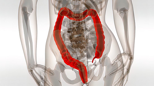 医疗3D插图 医生3D插图3d肠胃前列腺生物学图表单位健康科学器官信息图片