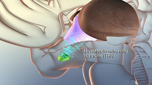 脑中释放激素内分泌神经膀胱甲状腺头脑抑制细胞垂体生物学世界图片