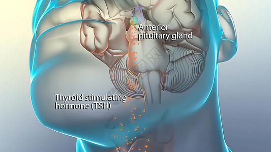 脑中释放激素专注抑制下丘脑输卵管环形神经插图智力头脑膀胱图片