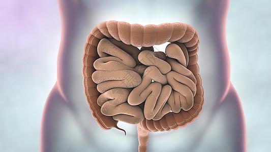 人类消化系统解剖 3D 插图外科食管胆囊3d身体胰腺x射线消化视频空肠图片