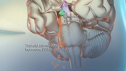 脑中释放激素膀胱垂体下丘脑化学药品内分泌神经元生物学抑制神经图片