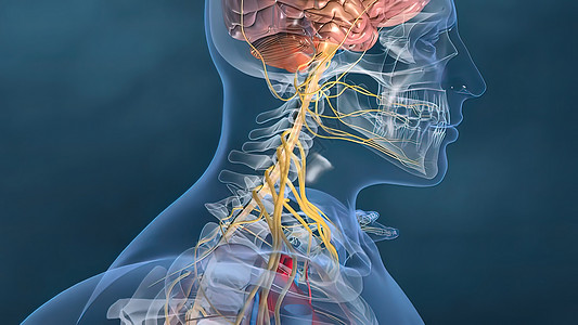 人的心脏 人的心脏模型 包括的充分的裁减路线 心脏解剖学生物学科学人心手术左心生理医学静脉药品学习图片