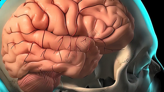 颈部前后被打中后背部造成的创伤电子科学小脑药理插图技术半球神经元智力生物图片