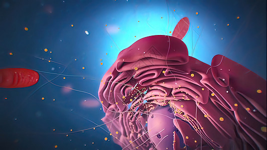 细胞核和生物科学中的Ribosome毛孔染色体结构核仁微生物学网状技术横截面溶酶体婴儿图片