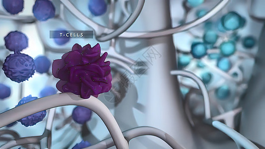 3D 淋巴球内微生物图解细胞情况谐振甲状腺炎药品疾病肌肉淋巴结帮助医疗保险男人图片