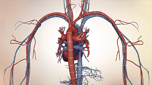 人体血液循环系统人血流通系统动脉血小板血管流动心脏病学主动脉分庭细胞生物学插图图片