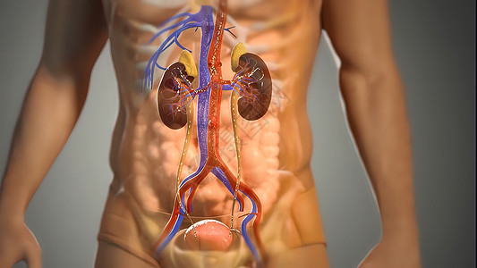3D 关于男性模式的肾系统活动的3D插图图表器官教育生物学输尿管身体药品科学蓝色疾病图片
