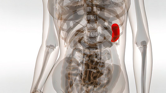 3d 人体脾病医学插图肌肉生理食管渲染过程信息消化3d器官尿液图片
