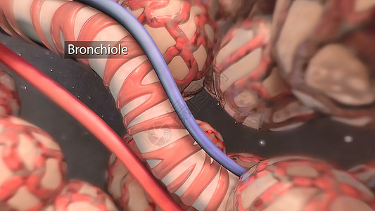 支气管是风管的延伸 将空气输送到肺部身体哮喘支气管炎肺泡结核视频呼吸系统器官解剖学生理图片