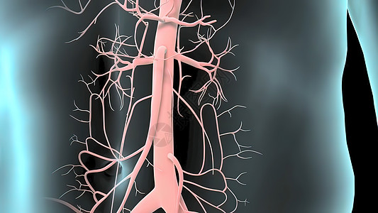 3D 脉搏剖腹膜动脉瘤医学插图事故肋骨胰岛素身体糖病生理心碎介词糖尿病呼吸图片