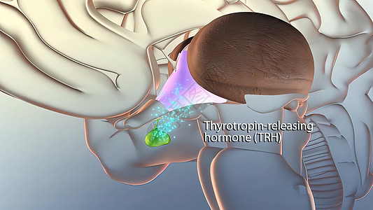 脑中释放激素专注风暴膀胱器官甲状腺化学生活生物学智力世界图片