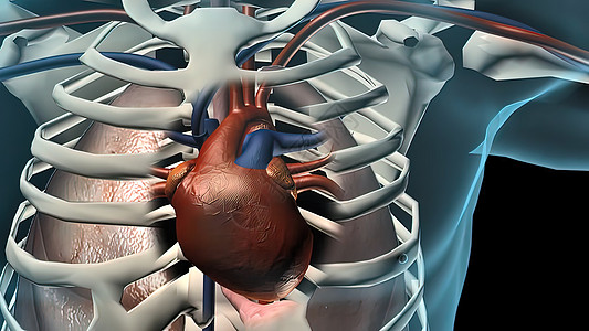 循环系统与血液穿透心脏的血流途径抗体人心解剖学器官化学动脉硬化脉动血管心房科学图片