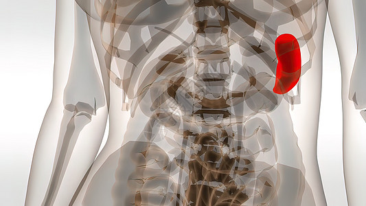 3d 人体脾病医学插图前列腺肾脏输尿管单位消化泌尿科尿液科学骨骼腹部图片
